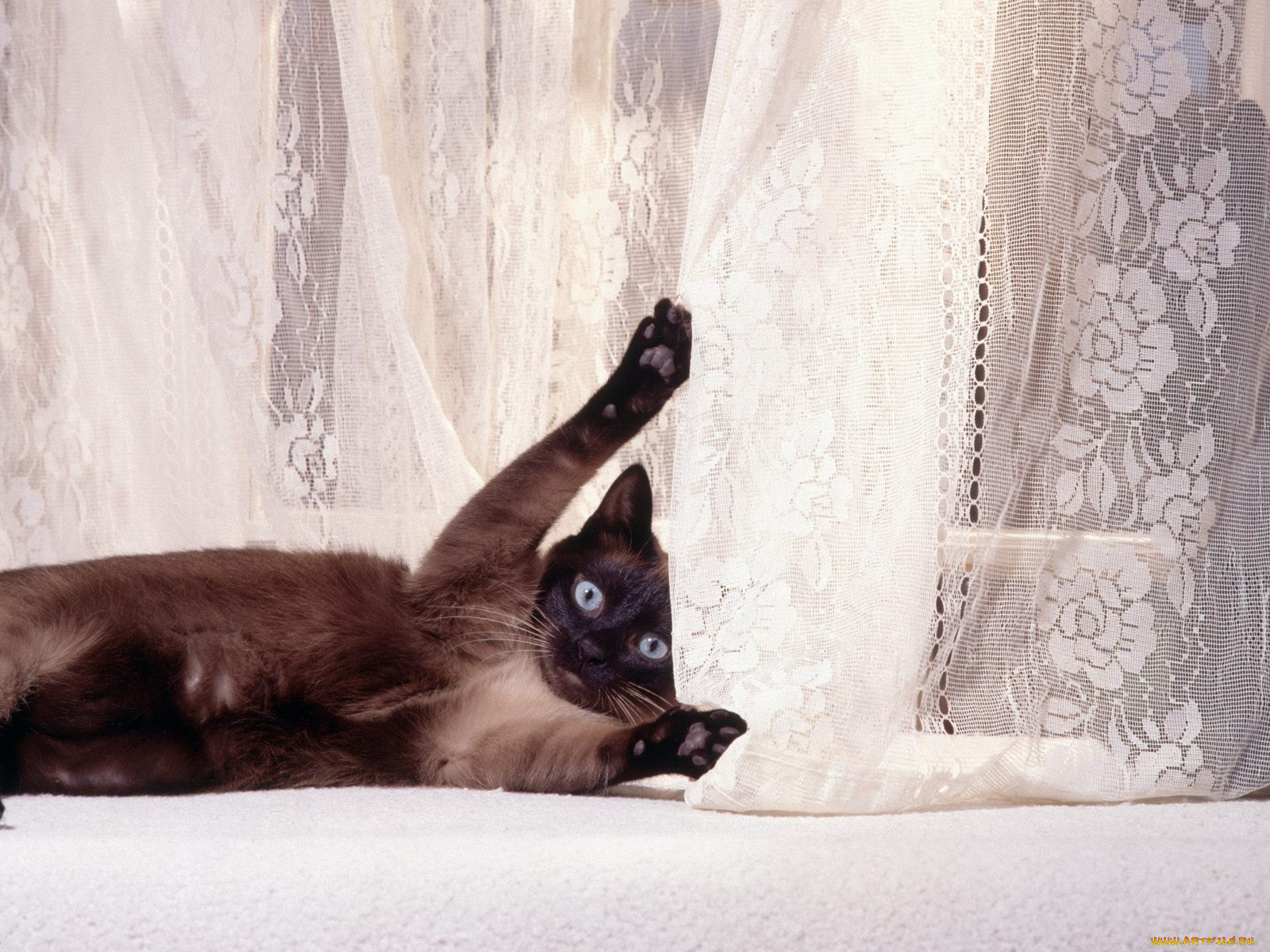 big, stretch, , 